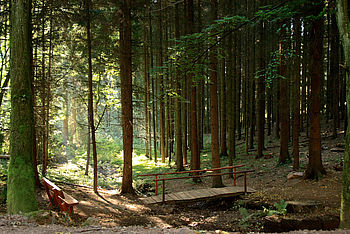 Foto: Wald mit Sitzbank und kleiner Holzbrücke